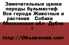 Замечательные щенки породы бульмастиф - Все города Животные и растения » Собаки   . Московская обл.,Дубна г.